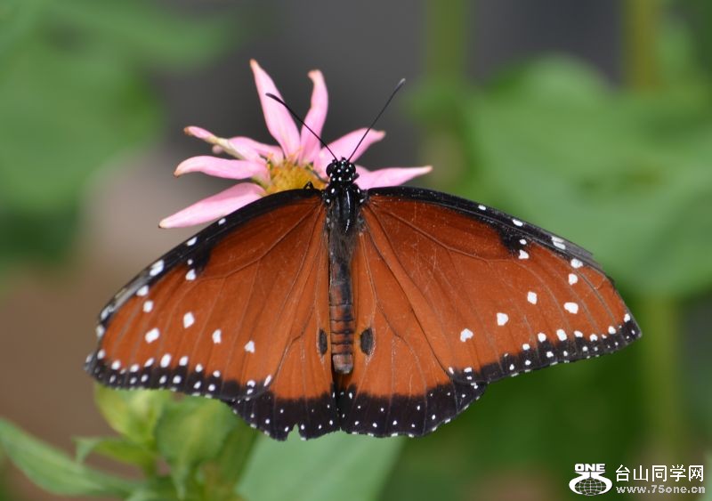 6-17-2012 Butterfly 067.jpg