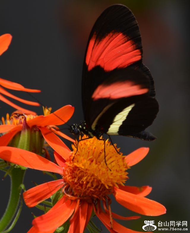 6-17-2012 Butterfly 051.jpg