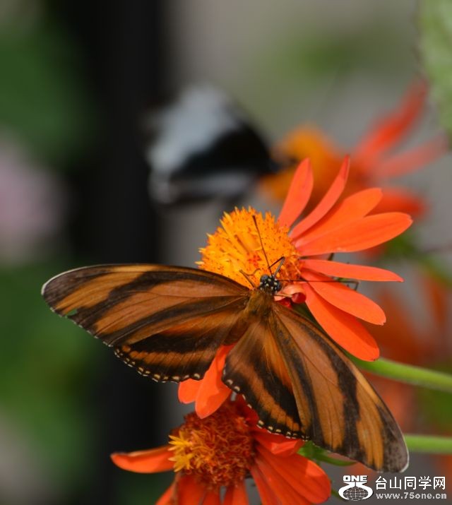 6-17-2012 Butterfly 063.jpg