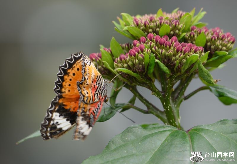 6-17-2012 Butterfly 249.jpg