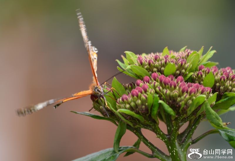 6-17-2012 Butterfly 252.jpg