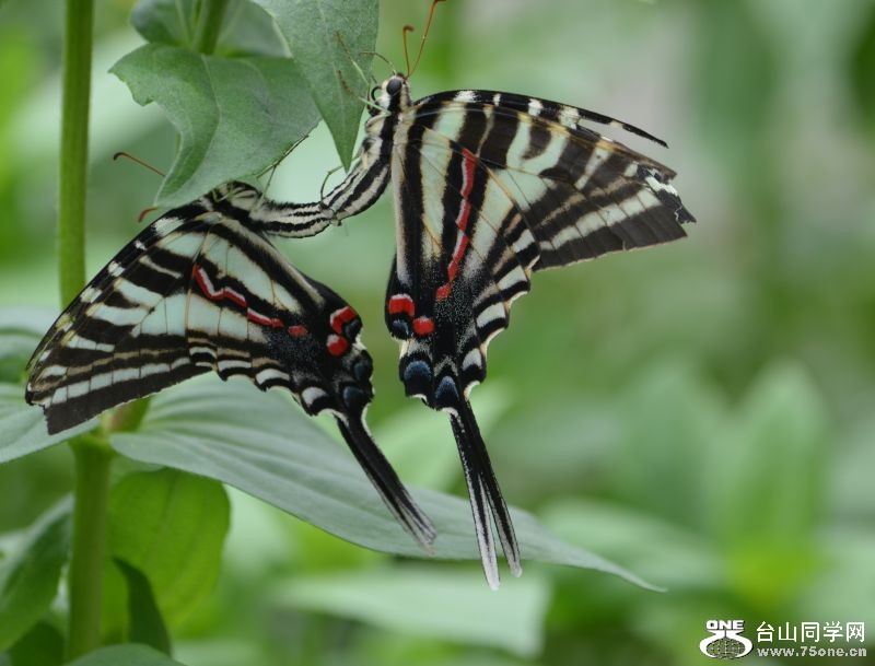 6-17-2012 Butterfly 074.jpg