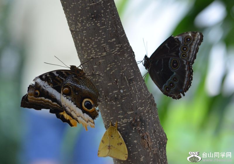 6-17-2012 Butterfly 330.jpg