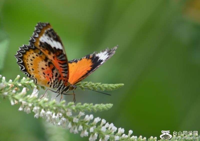 6-17-2012 Butterfly 185.jpg