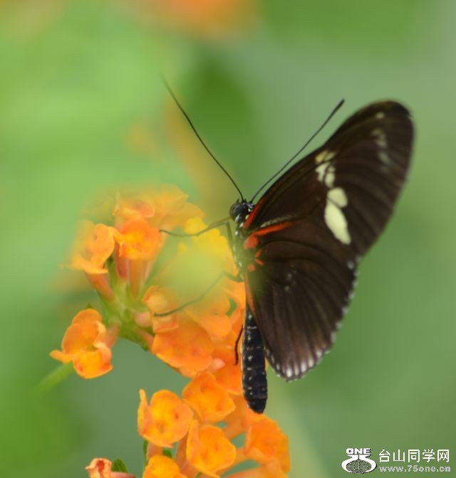 6-17-2012 Butterfly 108.jpg