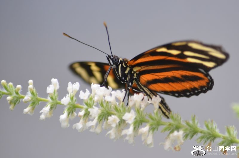 6-17-2012 Butterfly 115.jpg