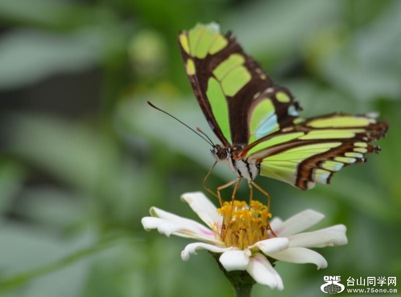 6-17-2012 Butterfly 095.jpg