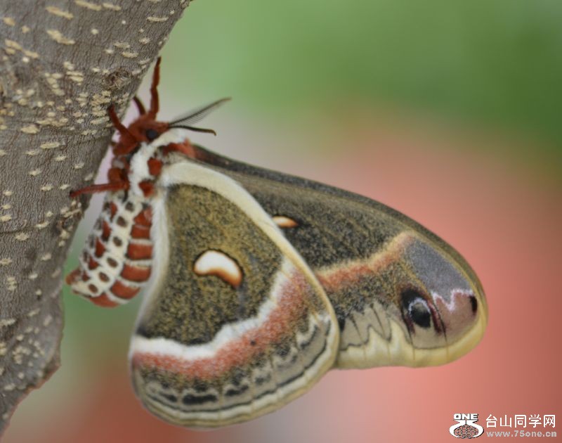 6-17-2012 Butterfly 328.jpg