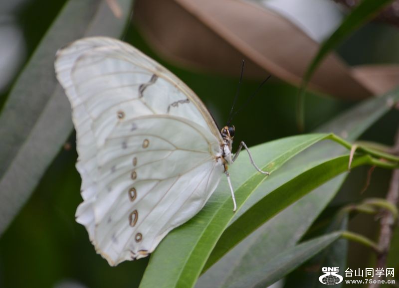 6-17-2012 Butterfly 336.jpg