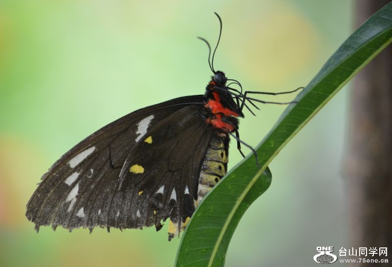 6-17-2012 Butterfly 325.jpg