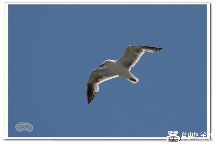bird7.jpg