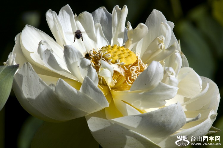 DSC_0092aa.jpg