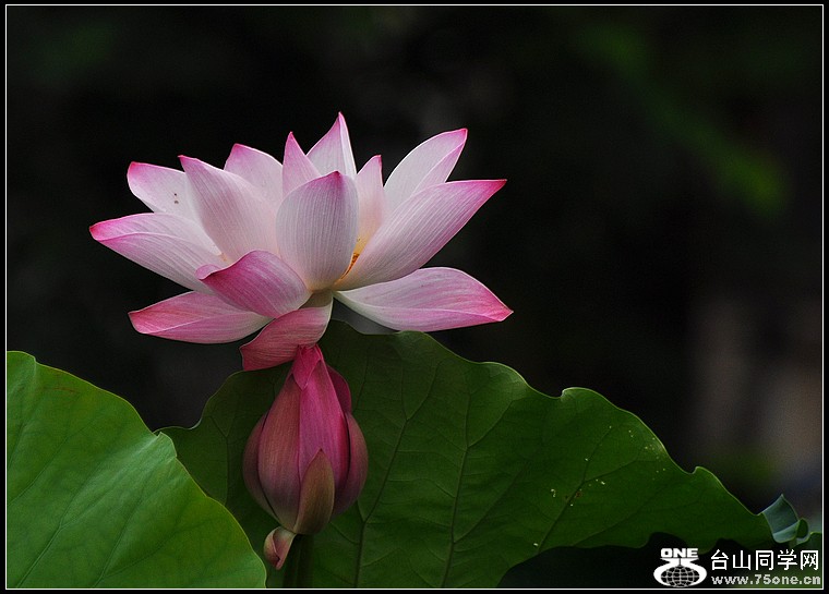 DSC_0538.JPG