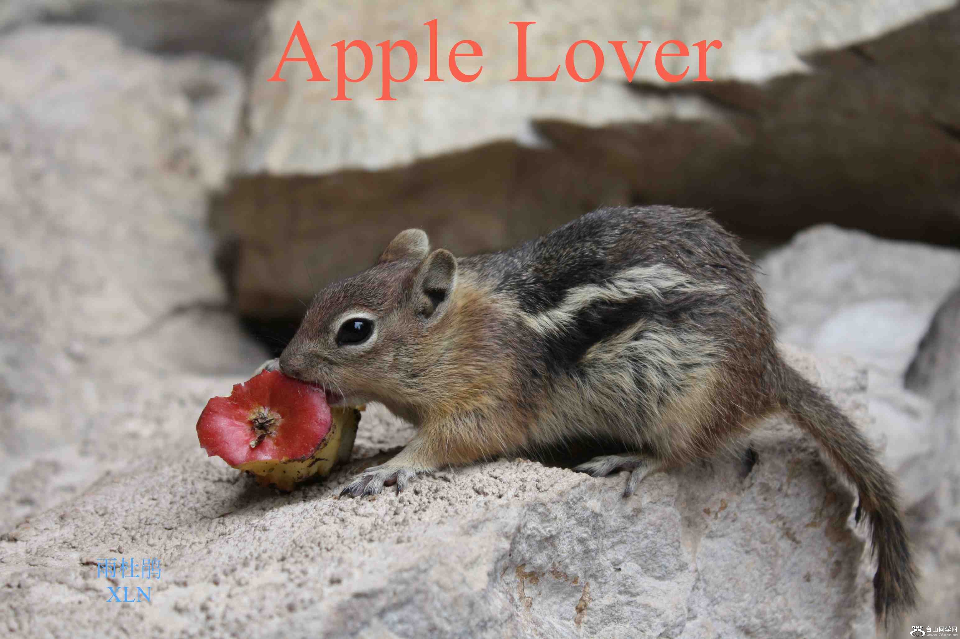 apple lover.jpg