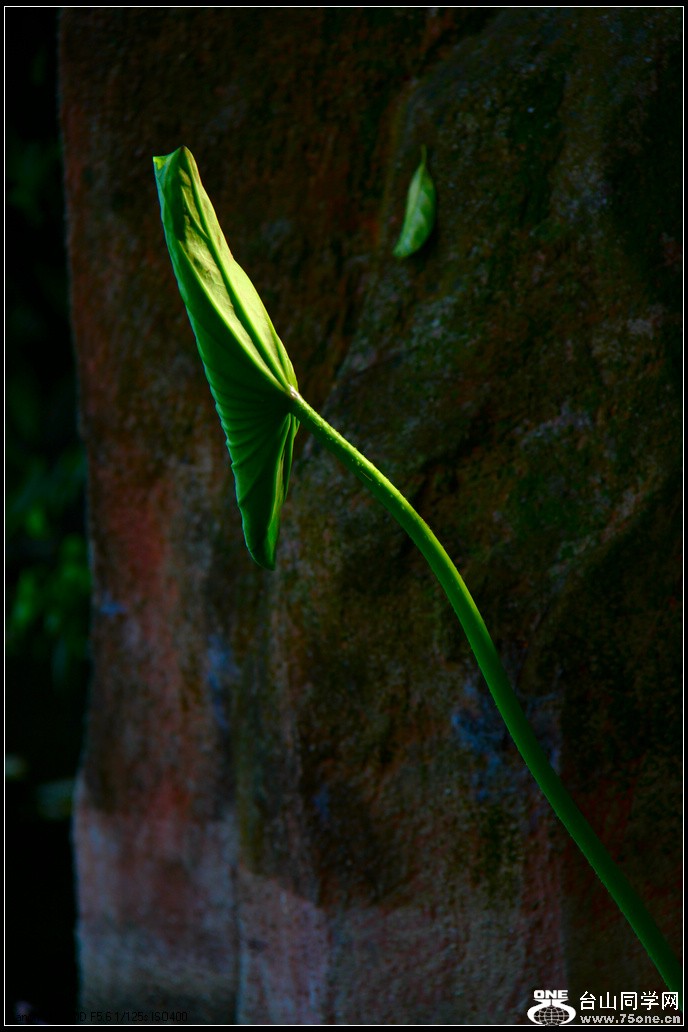 EOS D60 008.jpg