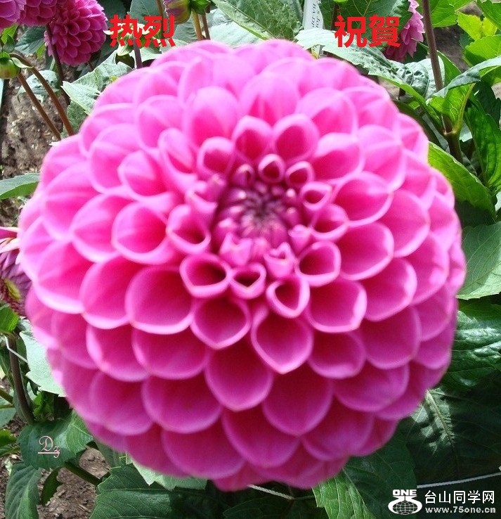 DSC09615-dz1.jpg