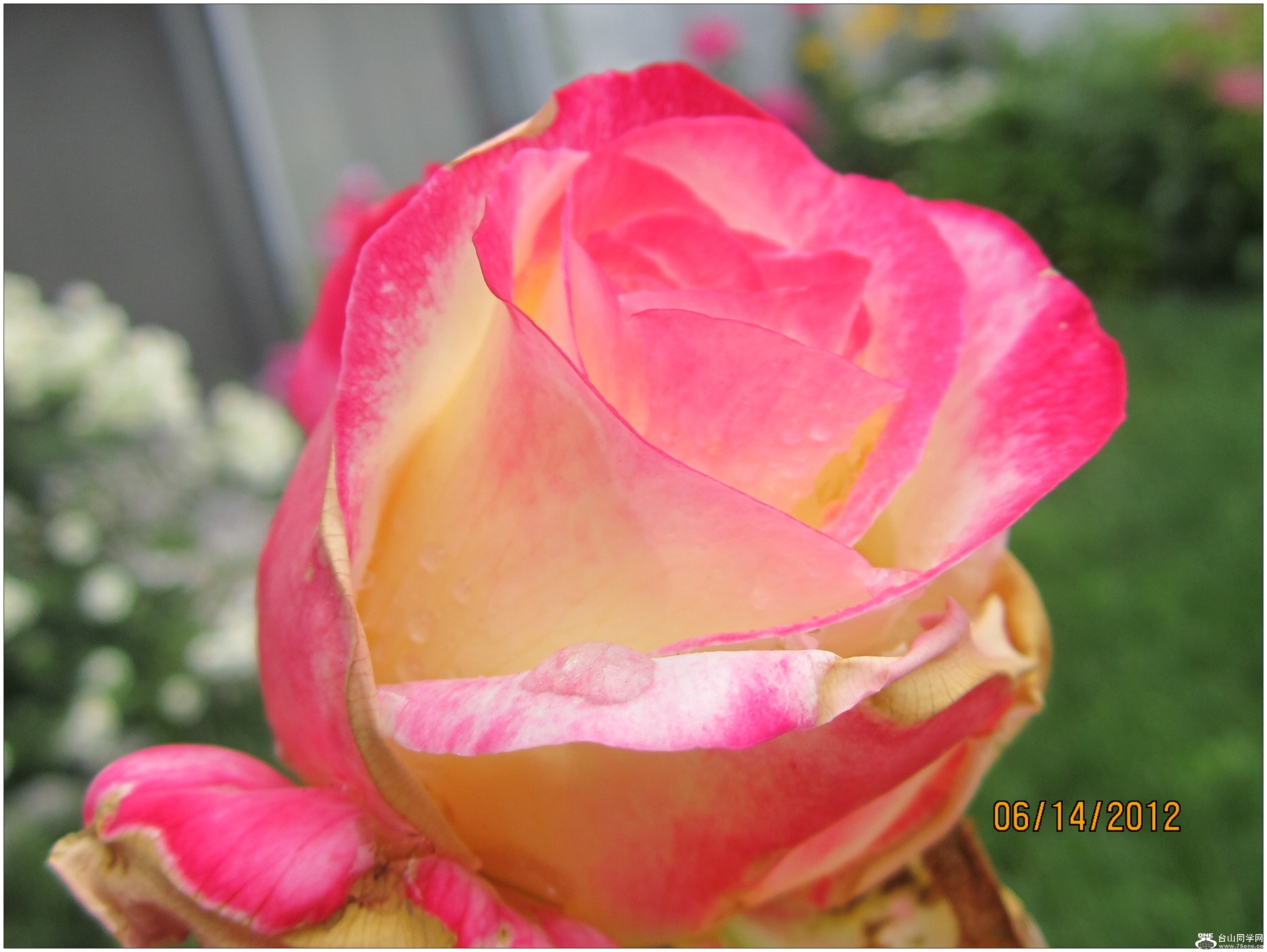 IMG_0447_conew1.jpg