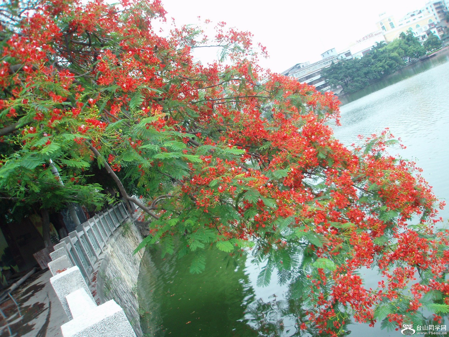 P5225447.JPG