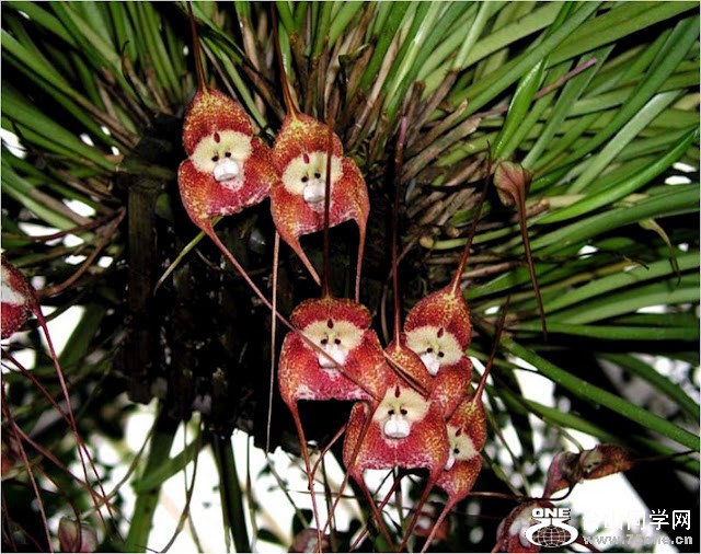 monkey orchid .jpg
