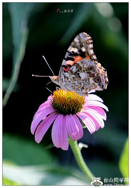 }u -5d3ԇC 212-a.jpg