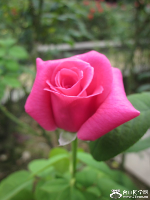 IMG_2887_.jpg