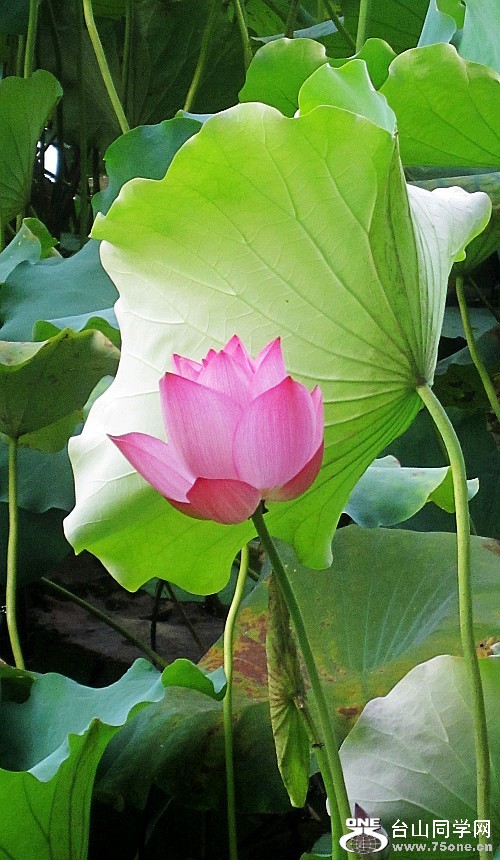 ���ĺɡ���ʨ12.7.15 030_conew2.jpg