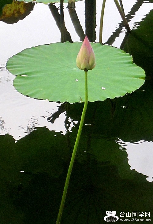 ���ĺɡ���ʨ12.7.15 057_conew2.jpg