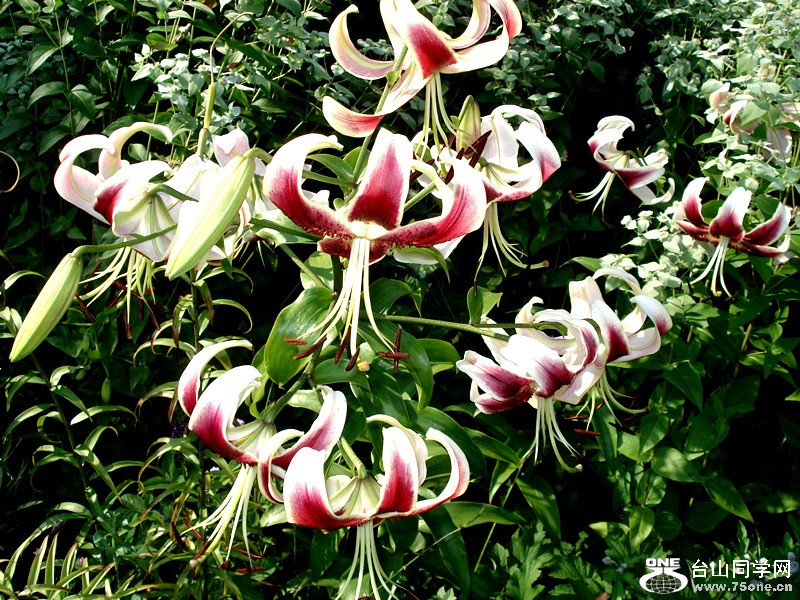 ŦԼBRONX԰ֲ԰&nbsp;&nbsp;7.11.2012 075_.jpg