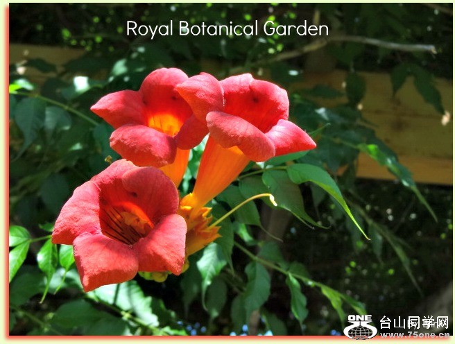 Royal Botanical Garden 15.jpg