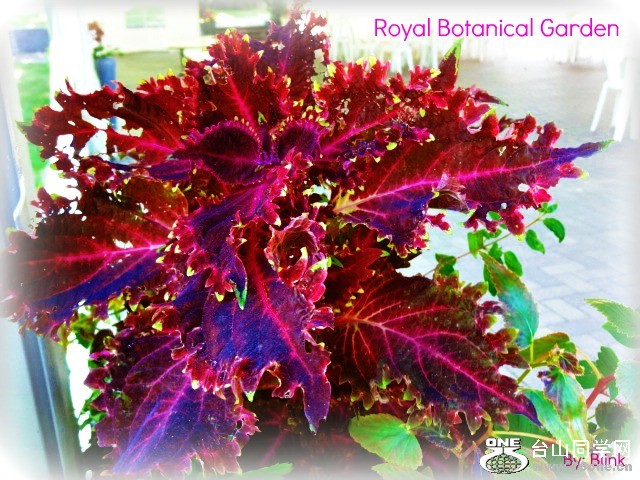 Royal Botanical Garden 25.jpg