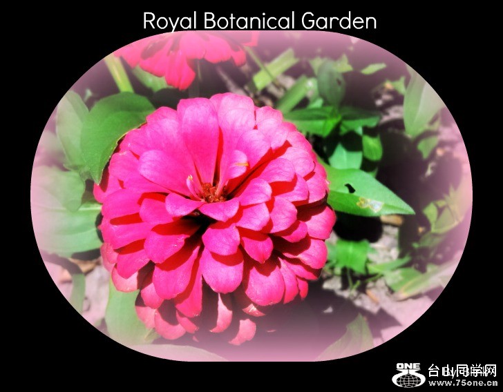 Royal Botanical Garden 30.jpg