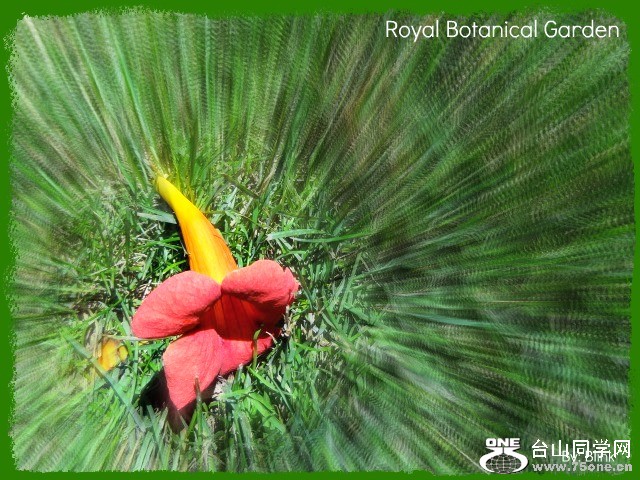 Royal Botanical Garden 14.jpg