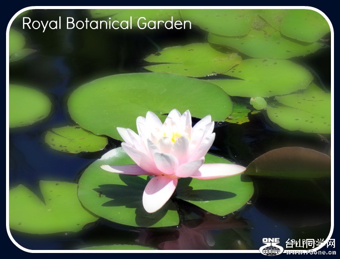 Royal Botanical Garden 41.jpg