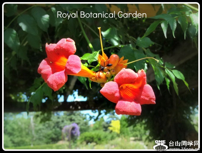 Royal Botanical Garden 16.jpg
