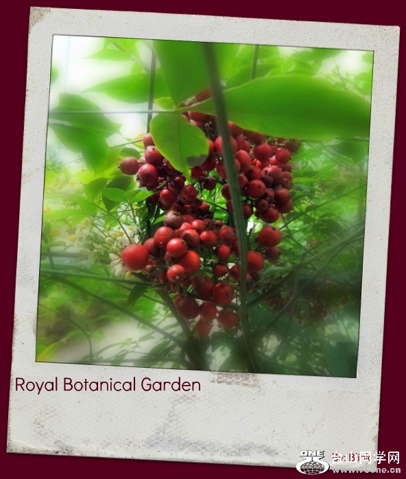 Royal Botanical Garden 8.jpg