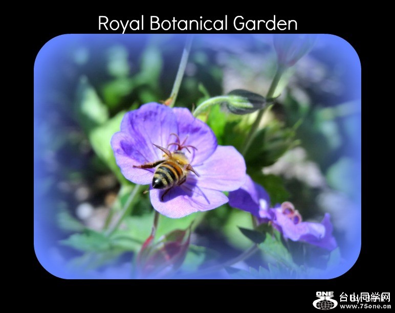 Royal Botanical Garden 34.jpg