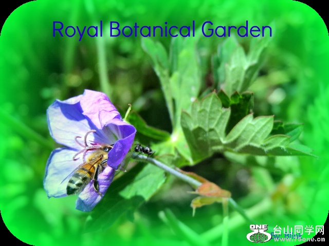 Royal Botanical Garden 35.png