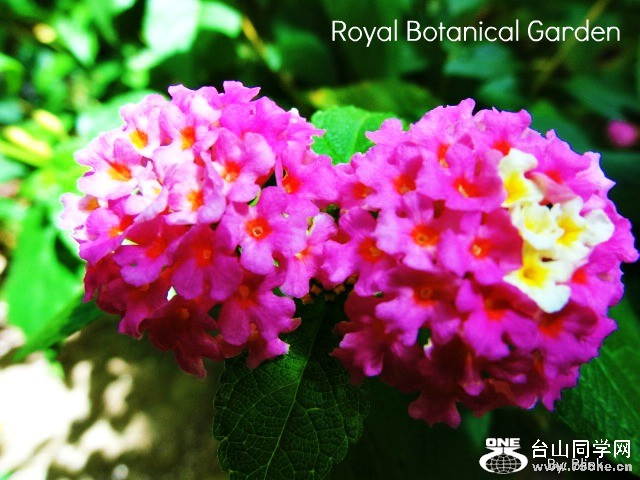 Royal Botanical Garden 7.jpg