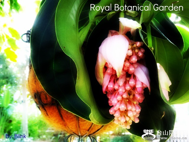 Royal Botanical Garden 4.jpg