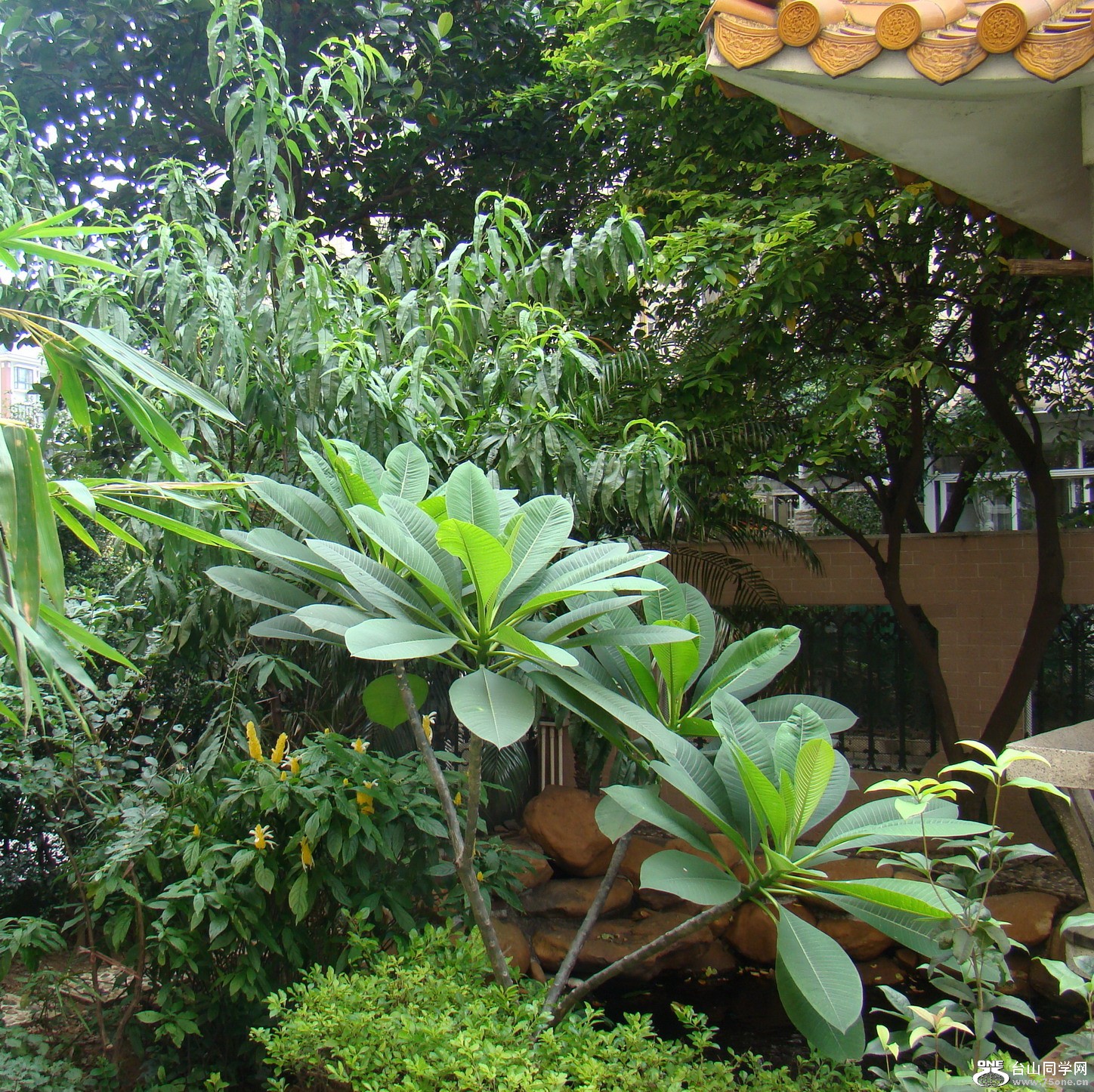 DSC01389A.jpg