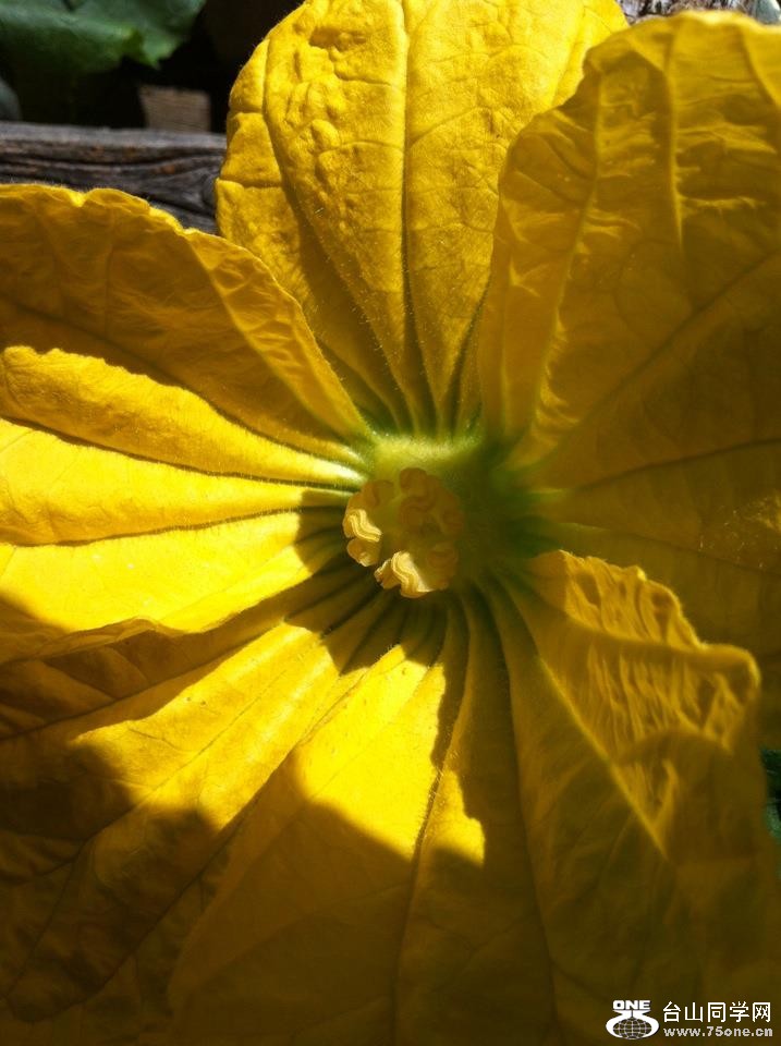 melon flower.jpg