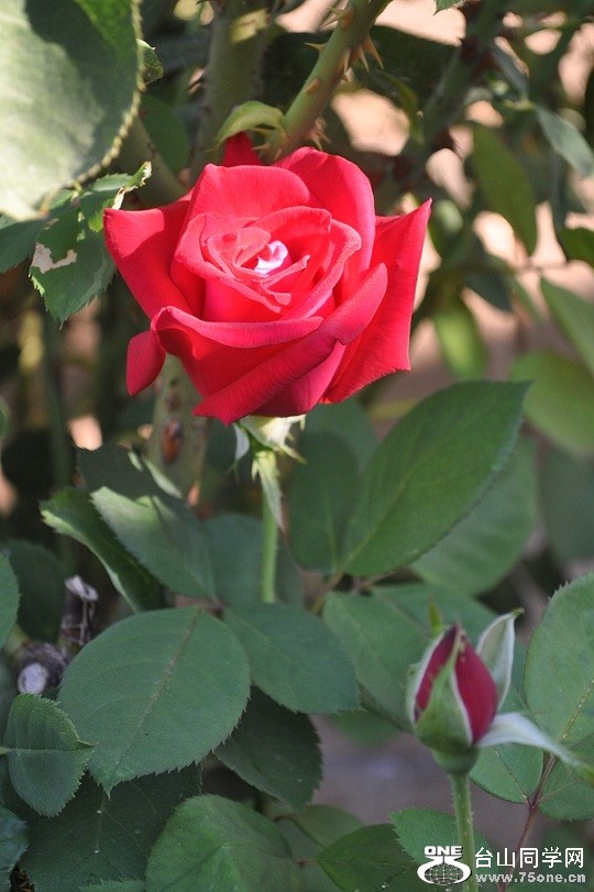DSC_0244.JPG