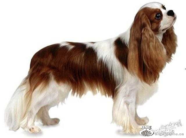 cavalier--most_expensive_dog.jpg