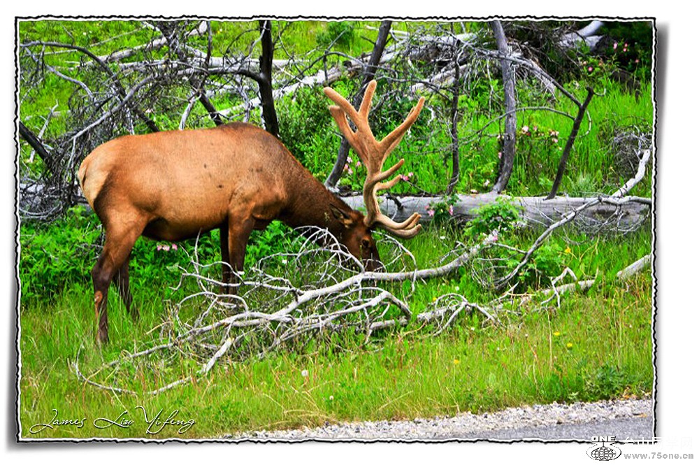 DSC_3025-Banff-İ฻ҹ@.jpg