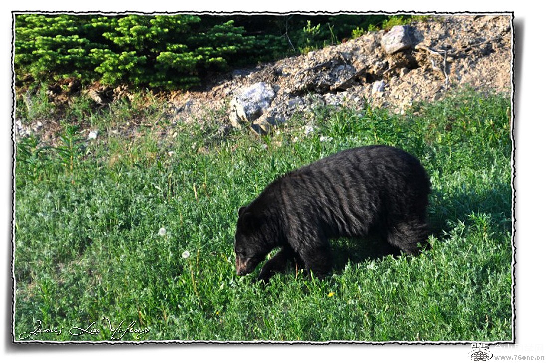 DSC_3021-Banff-İ฻ҹ@.jpg