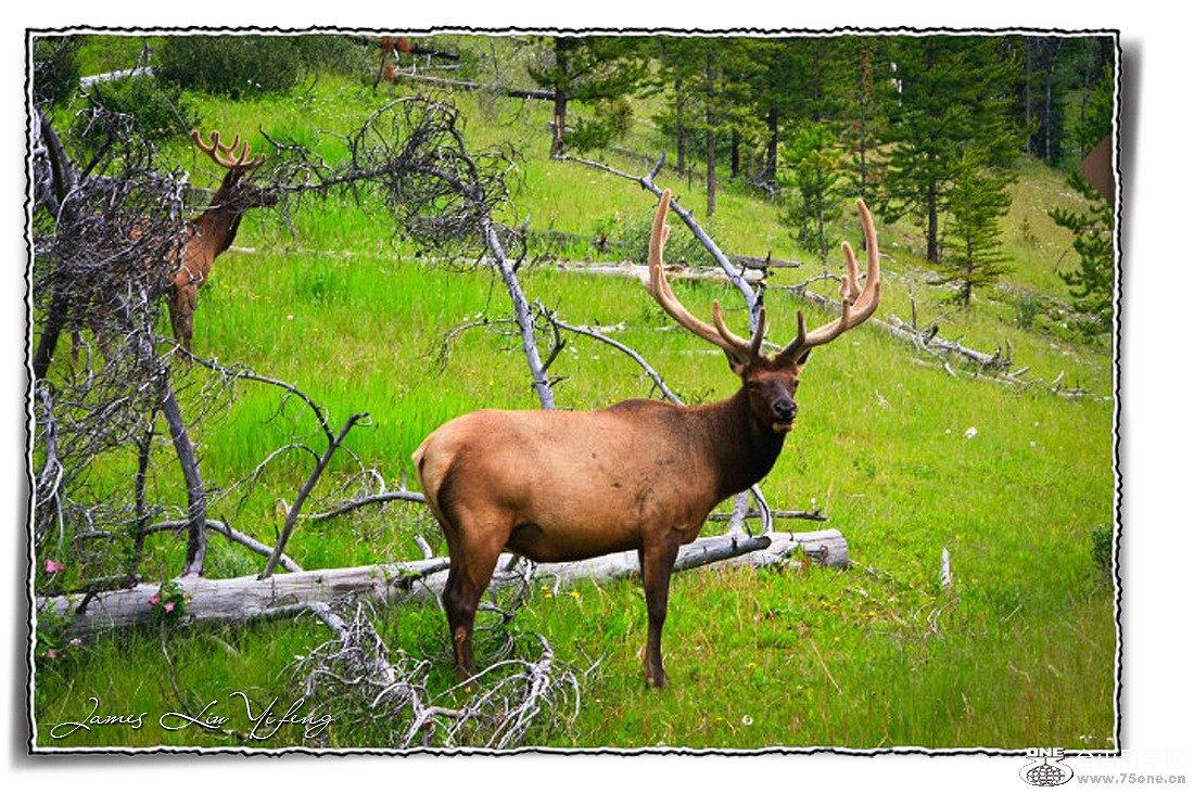 DSC_3026-Banff-İ฻ҹ@.jpg