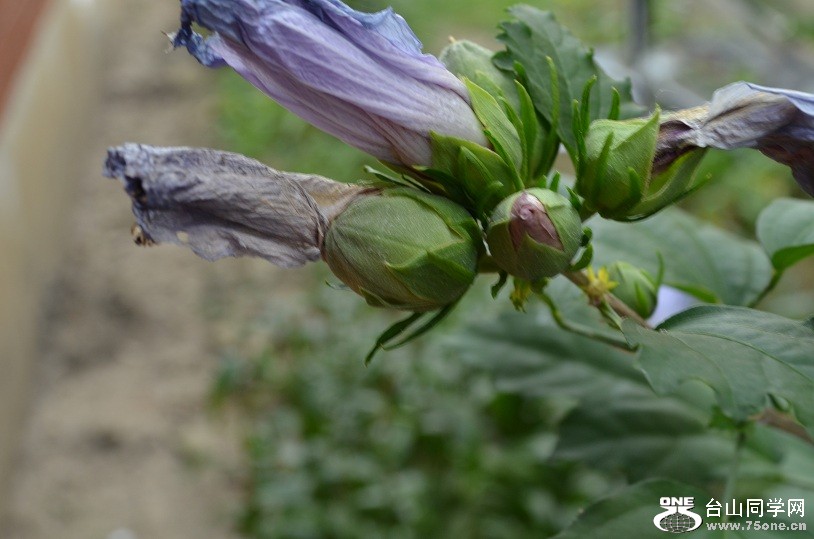 DSC_1727.JPG