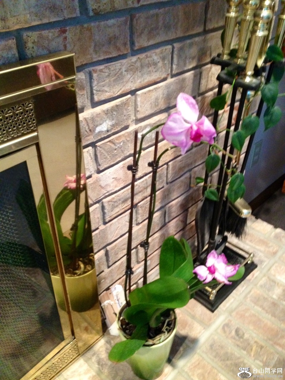 Orchid4.JPG