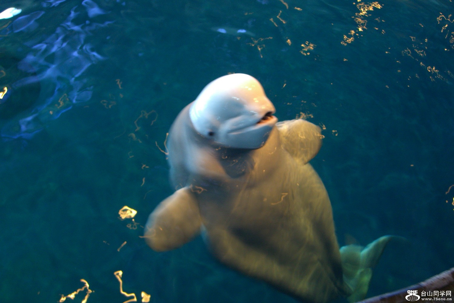 9503-֥Ӹ ˮ2011.9.20.&nbsp;&nbsp;(132).JPG