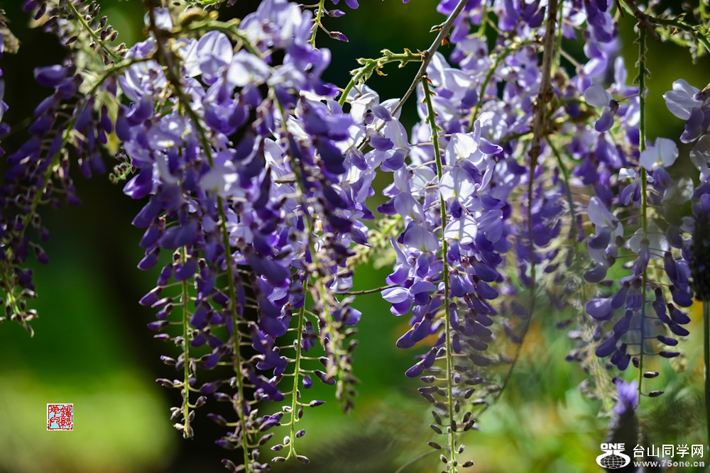 DSC_7071.jpg